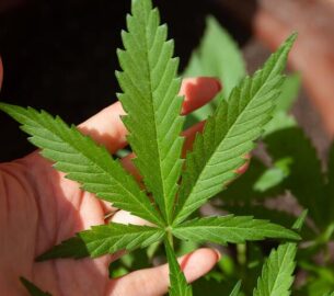 An Overview of the Healing Benefits of Using Marijuana