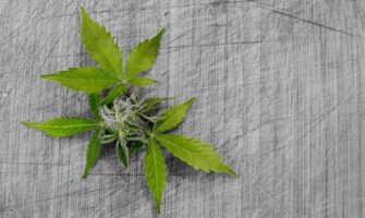 Unlocking the Benefits of Marijuana